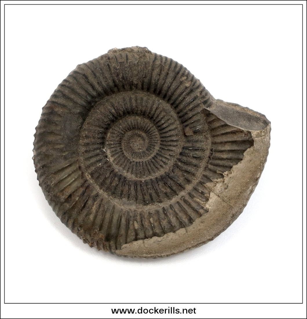 Dactilioceras comune, Ammonite, Lower Jurassic, Toarcian, Whitby, Yorkshire. AM 011.