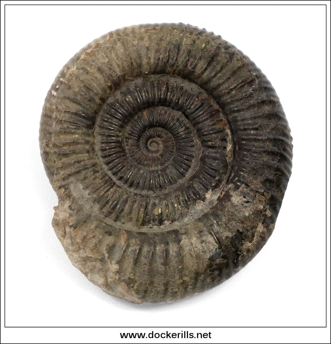 Dactilioceras comune, Ammonite, Lower Jurassic, Toarcian, Whitby, Yorkshire. AM 013.