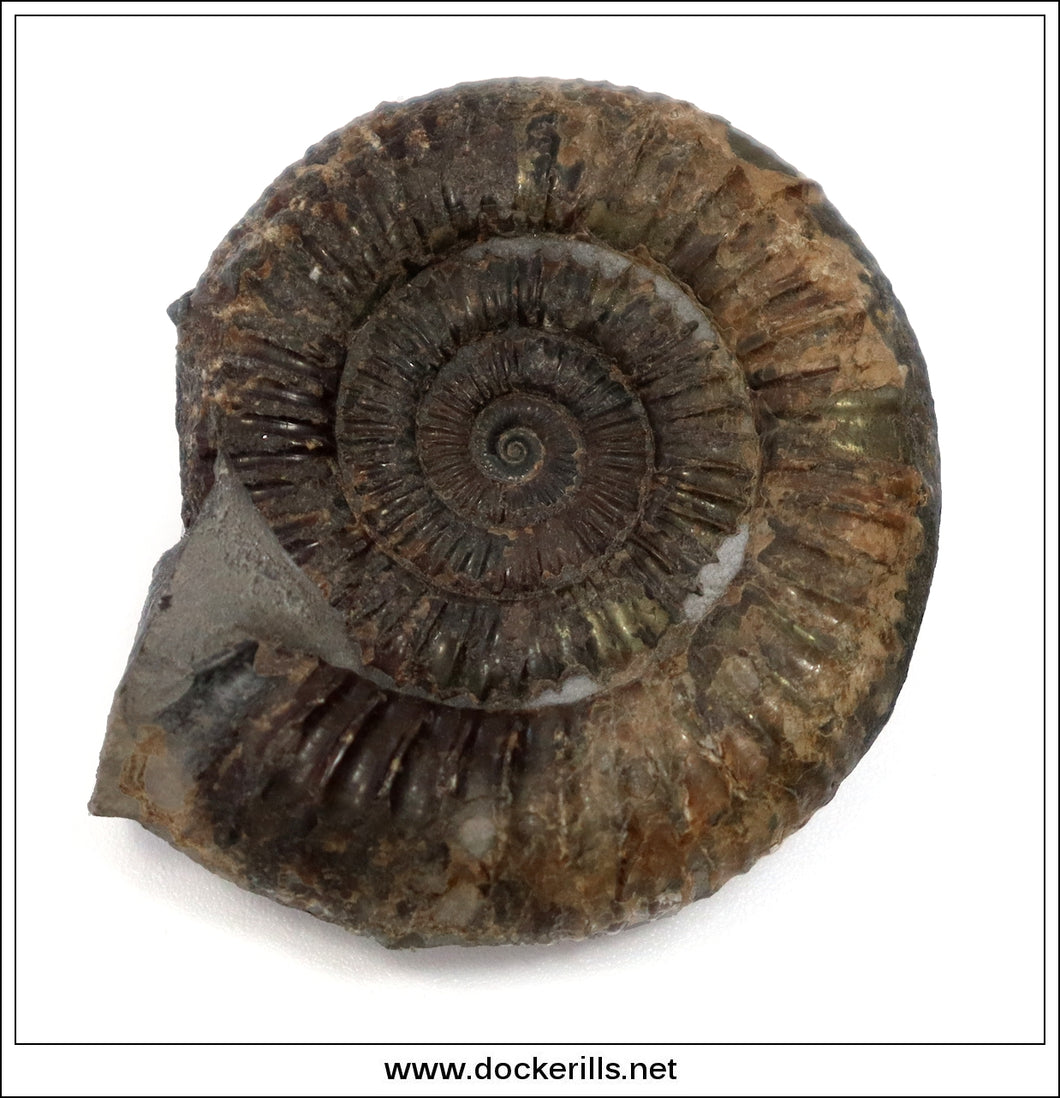 Dactilioceras commune - Jurassic - Lower Lias Whitby AM014