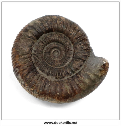 Dactilioceras comune, Ammonite, Lower Jurassic, Toarcian, Whitby, Yorkshire. AM 015.