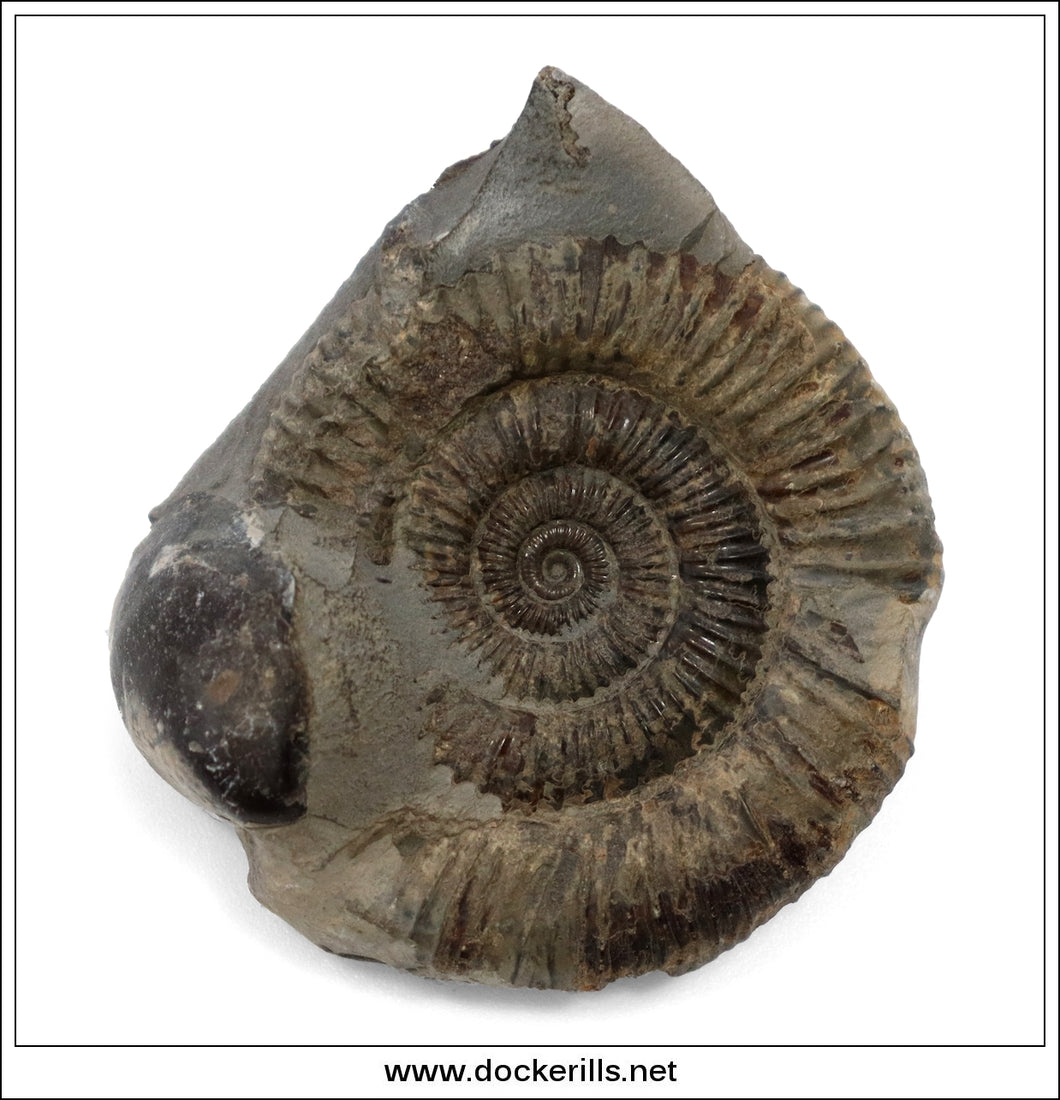 Fossilized ammonite on a white background with 'www.dockerills.net' watermark.