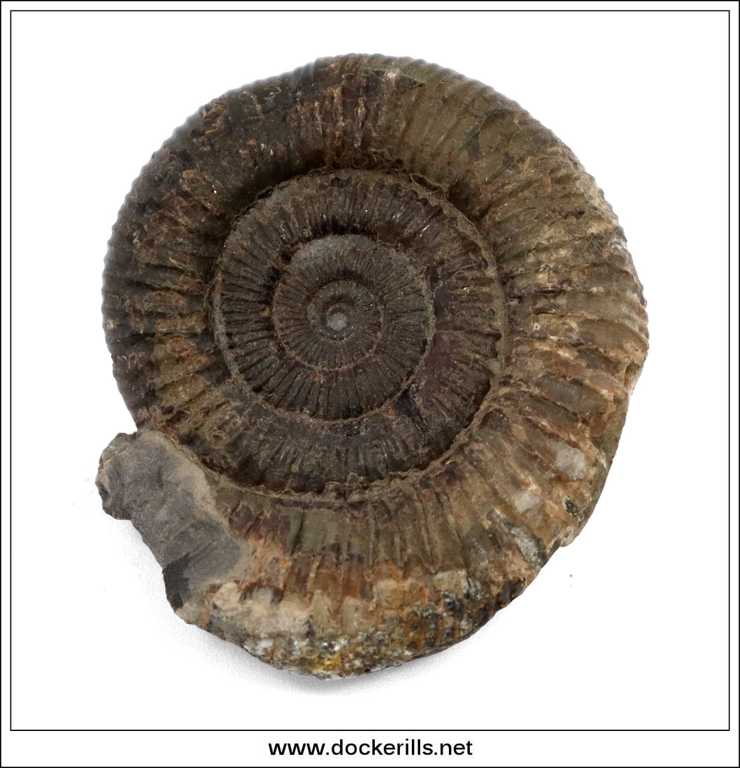 Ammonite fossil on a white background with 'www.dockerills.net' text.