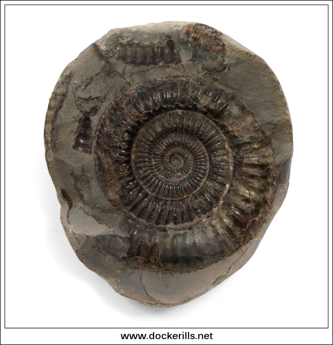 Dactilioceras comune in nodule, Ammonite, Lower Jurassic, Toarcian, Whitby, Yorkshire. AM 018