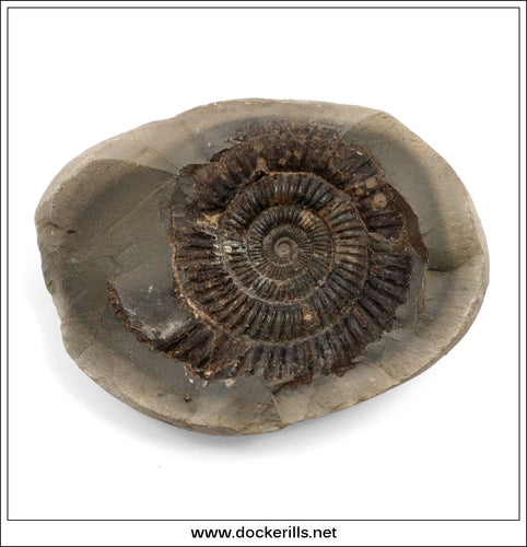 Dactilioceras comune In Nodule, Ammonite, Lower Jurassic, Toarcian, Whitby, Yorkshire. AM 019.