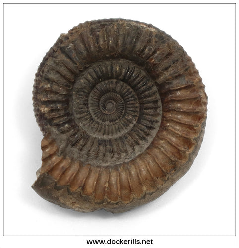Dactilioceras comune, Ammonite, Lower Jurassic, Toarcian, Whitby, Yorkshire. AM 010