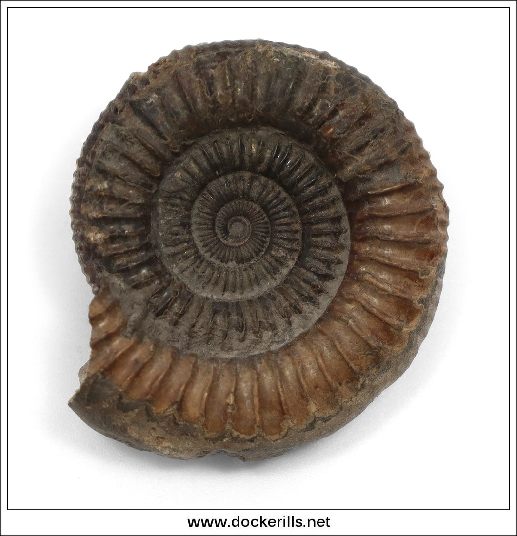 Dactilioceras comune, Ammonite, Lower Jurassic, Toarcian, Whitby, Yorkshire. AM 010