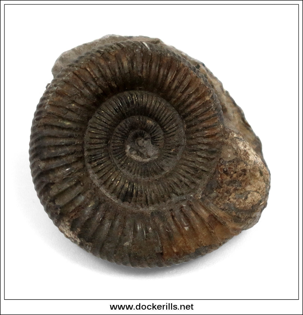 Dactilioceras comune, Ammonite, Lower Jurassic, Toarcian, Whitby, Yorkshire. AM 012.