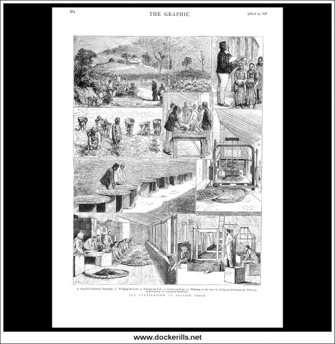Tea Cultivation In British India. Antique Print, Wood Engraving, The Graphic Full Page, March 25th, 1876.