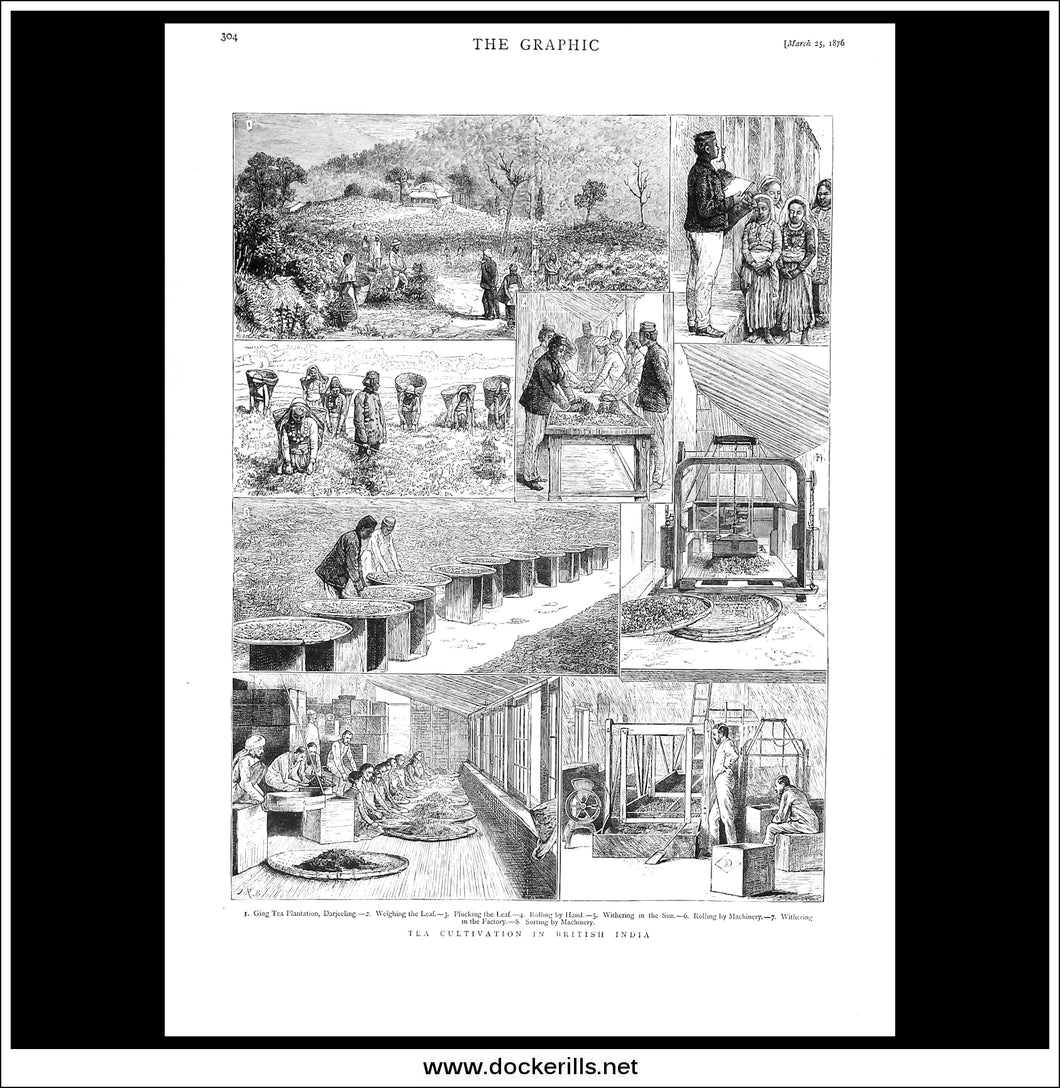 Tea Cultivation In British India. Antique Print, Wood Engraving, The Graphic Full Page, March 25th, 1876.