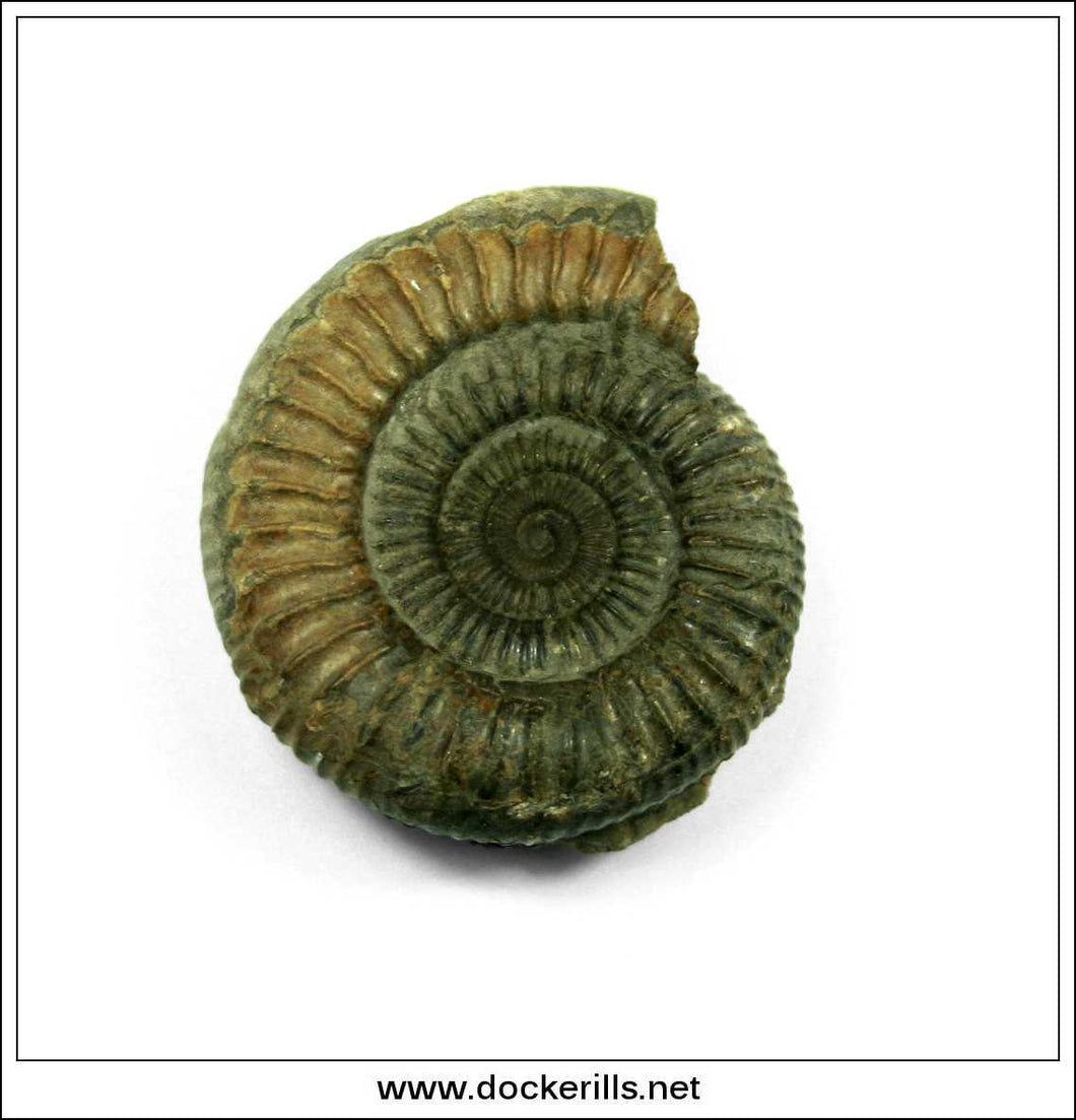 Dactilioceras comune, Ammonite, Lower Jurassic, Toarcian, Whitby, Yorkshire. AM 010