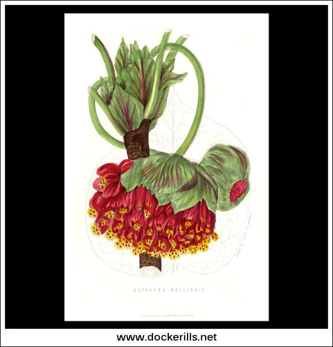 Astrapaea Wallichii. Antique Print, Botanical Illustration. Chromolithograph c. 1870's.