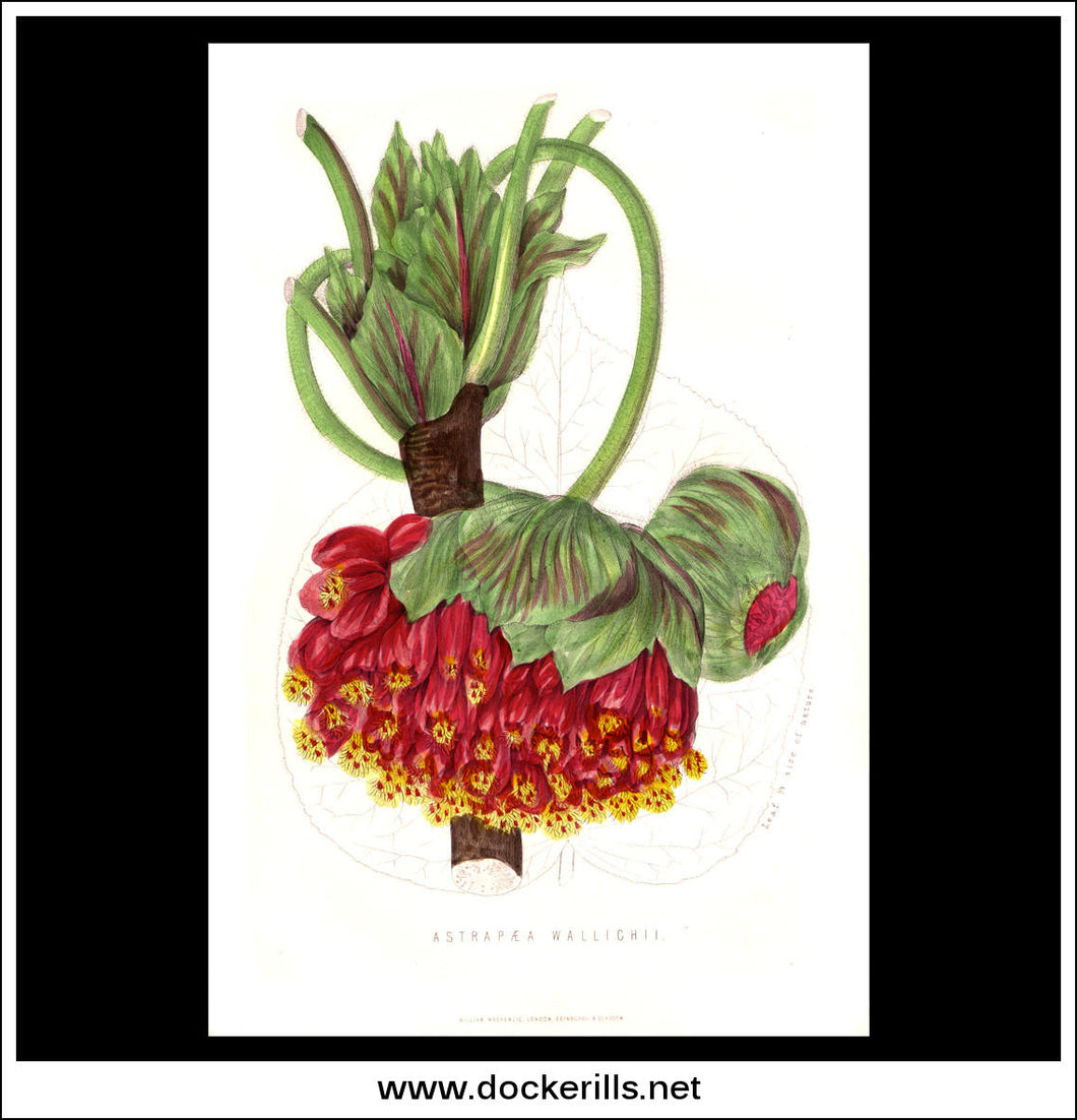 Astrapaea Wallichii. Antique Print, Botanical Illustration. Chromolithograph c. 1870's.
