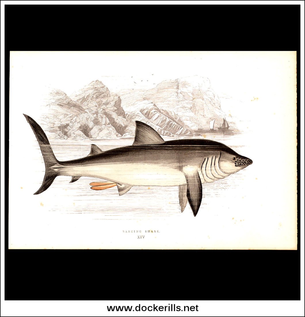 Basking Shark. Antique Print, Chromoxylograph 1877. Johnathan Couch.