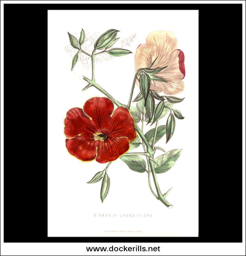Bignonia Grandiflora. Antique Print, Botanical Illustration. Chromolithograph c. 1870's.