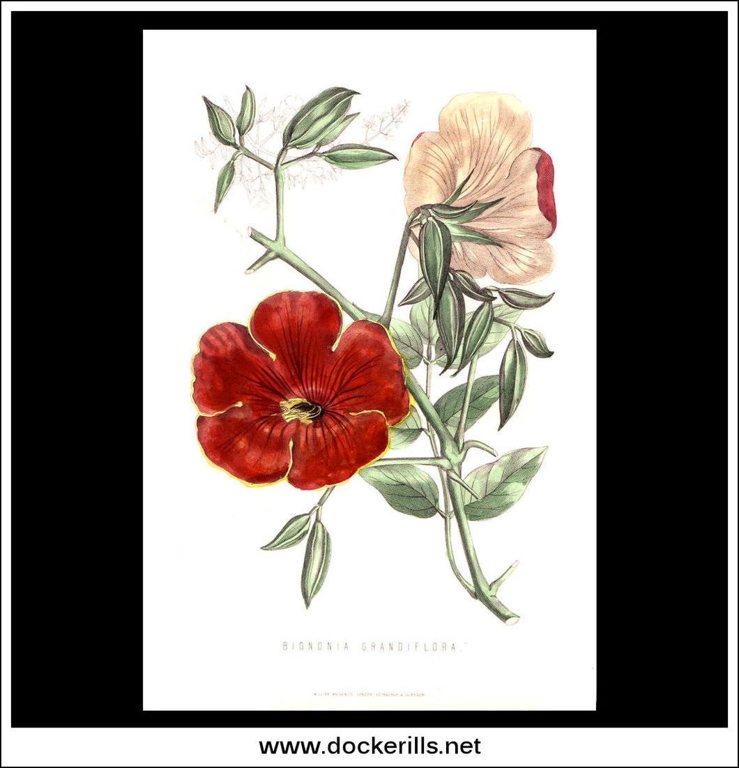 Bignonia Grandiflora. Antique Print, Botanical Illustration. Chromolithograph c. 1870's.