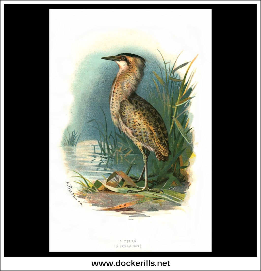 Bittern. Antique Print, Chromolithograph c. 1890. A. Thorburn Bird Print.