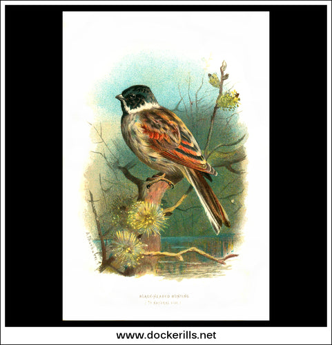 Black-Headed Bunting. Antique Print, Chromolithograph c. 1890. A. Thorburn Bird Print.