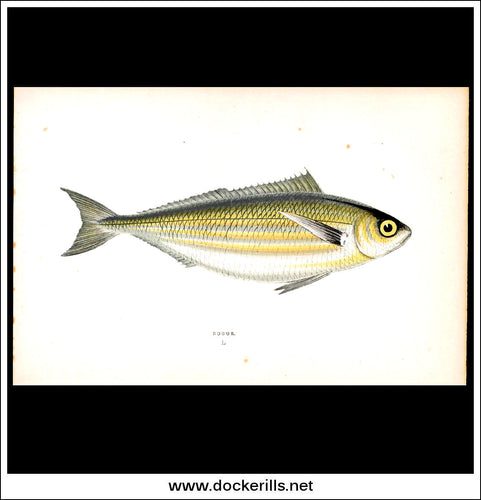 Bogue. Antique Print, Chromoxylograph 1877. Johnathan Couch.