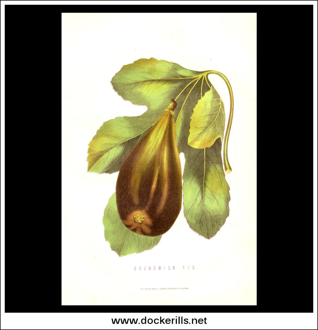 Brunswick Fig. Antique Print, Chromolithograph c. 1870's.