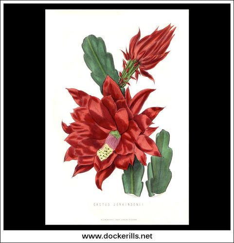 Cactus Jenkinsonii. Antique Print, Chromolithograph c. 1870's.