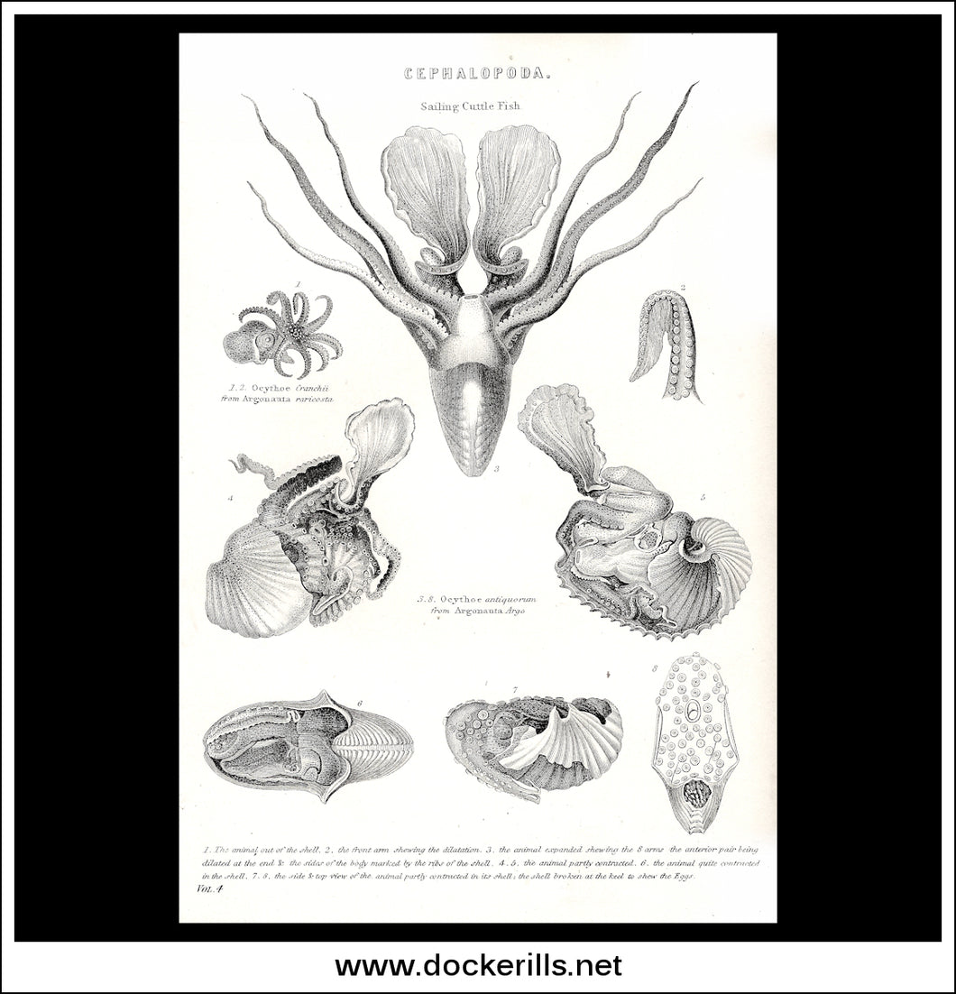 Cephalopoda - Cuttle Fish, Argonaut etc. Antique Print, Lithograph c. 1880.