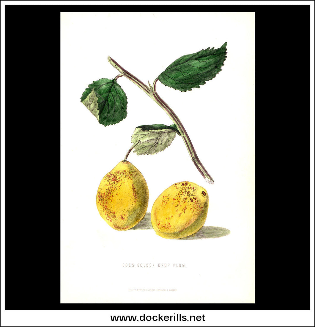 Coe's Golden Drop Plum. Antique Print, Chromolithograph c. 1870's.