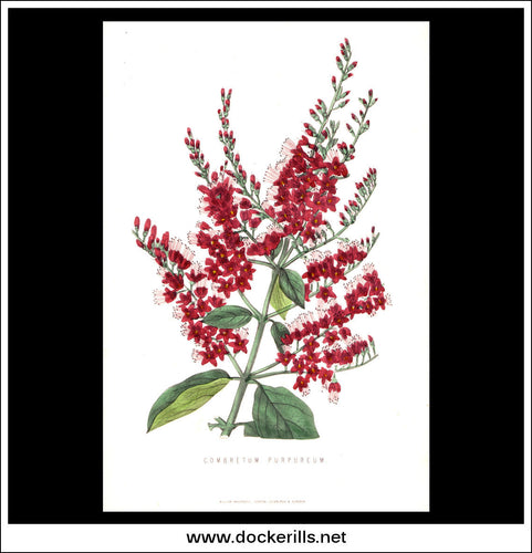Combretum Purpureum. Antique Print, Botanical Illustration. Chromolithograph c. 1870's.