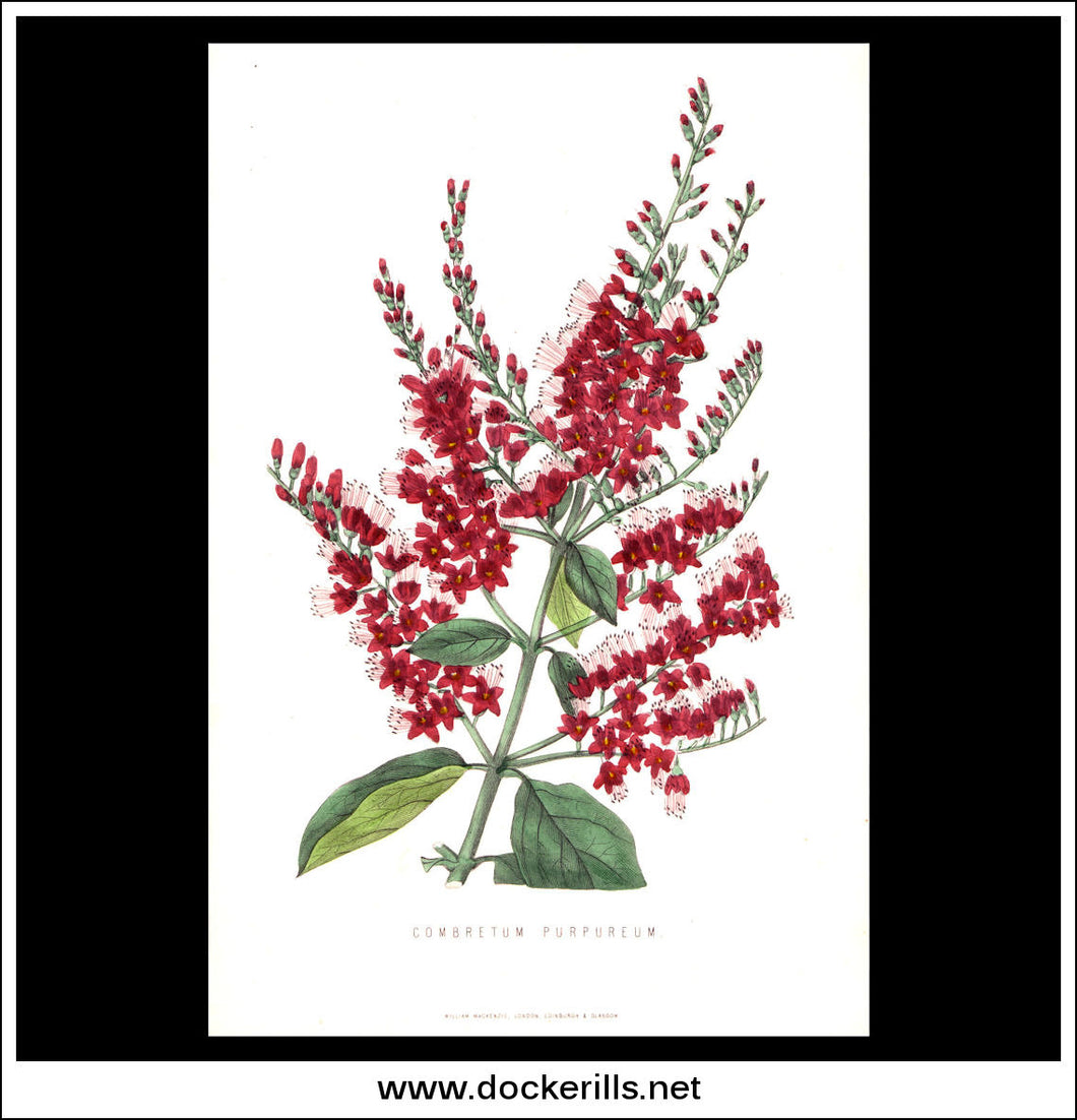 Combretum Purpureum. Antique Print, Botanical Illustration. Chromolithograph c. 1870's.