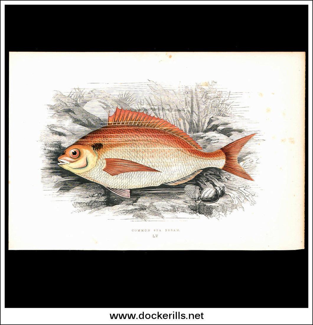 Common Sea Bream. Antique Print, Chromoxylograph 1877. Johnathan Couch.