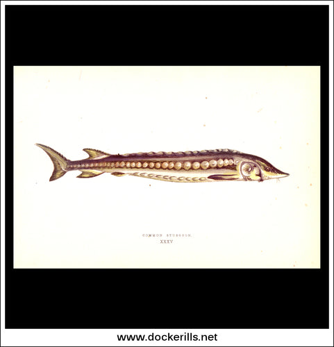 Common Sturgeon. Antique Print, Chromoxylograph 1877. Johnathan Couch.