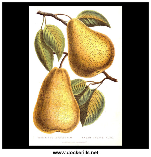 Congress Pear. Antique Print, Chromolithograph c. 1870's.