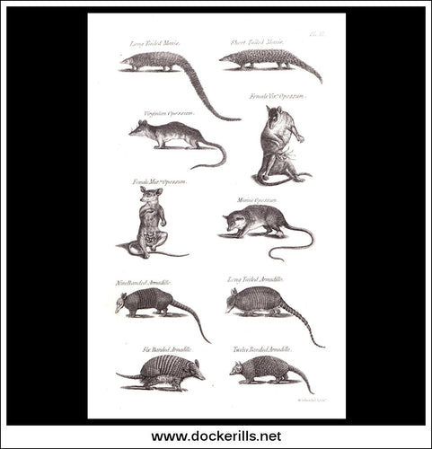 Armadillo etc. Copper Plate Engraving. W. Dassauville c. 1800. PL. XI.