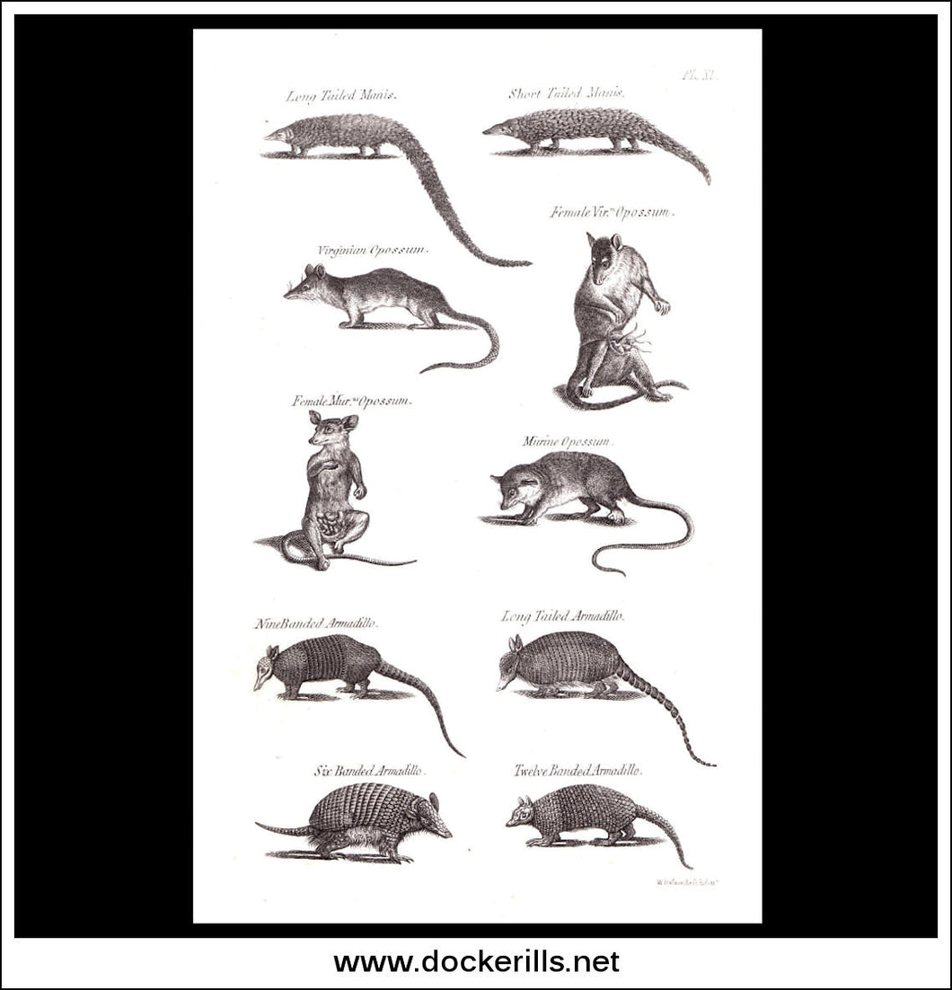 Armadillo etc. Copper Plate Engraving. W. Dassauville c. 1800. PL. XI.