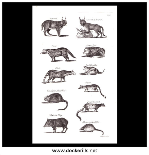 Bat, Musk Rat etc. Copper Plate Engraving. W. Dassauville c. 1800. PL. IX.