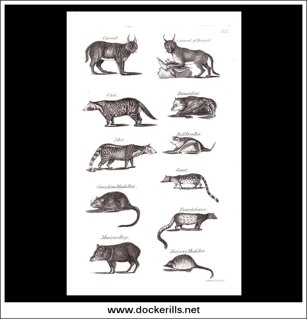 Bat, Musk Rat etc. Copper Plate Engraving. W. Dassauville c. 1800. PL. IX.