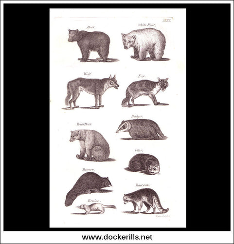 Bear, Wolf, Fox, Badger etc. Copper Plate Engraving. W. Dassauville c. 1800. PL. VII.