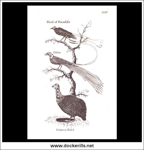 Bird Of Paradise & Guinea Fowl. Copper Plate Engraving. W. Dassauville c. 1800. PL. XXVI.