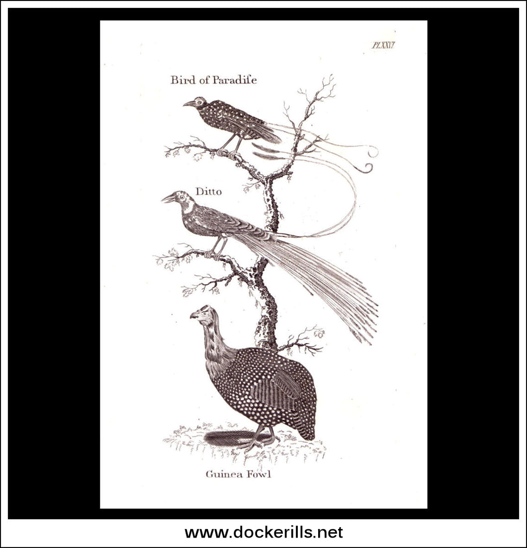 Bird Of Paradise & Guinea Fowl. Copper Plate Engraving. W. Dassauville c. 1800. PL. XXVI.