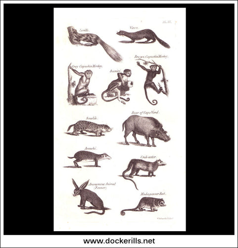 Capuchin Monkey, Boar etc. Copper Plate Engraving. W. Dassauville c. 1800. PL. XX.