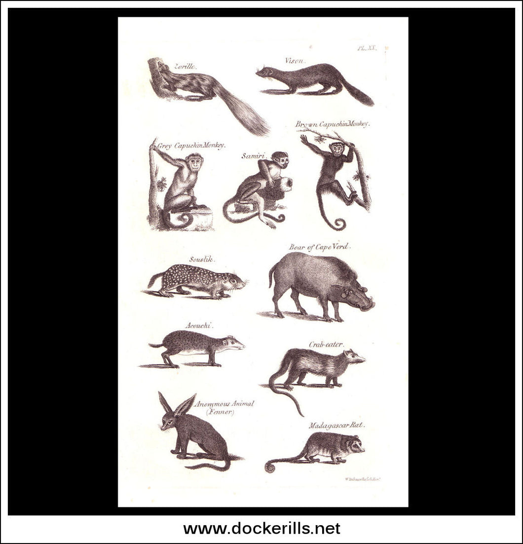 Capuchin Monkey, Boar etc. Copper Plate Engraving. W. Dassauville c. 1800. PL. XX.