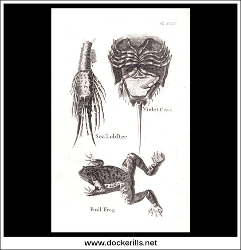 Lobster, Crab, Bull Frog. Copper Plate Engraving. W. Dassauville c. 1800. PL. XXXI.