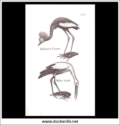 Balearic Crane & White Stork. Copper Plate Engraving. W. Dassauville c. 1800. PL. XXV.