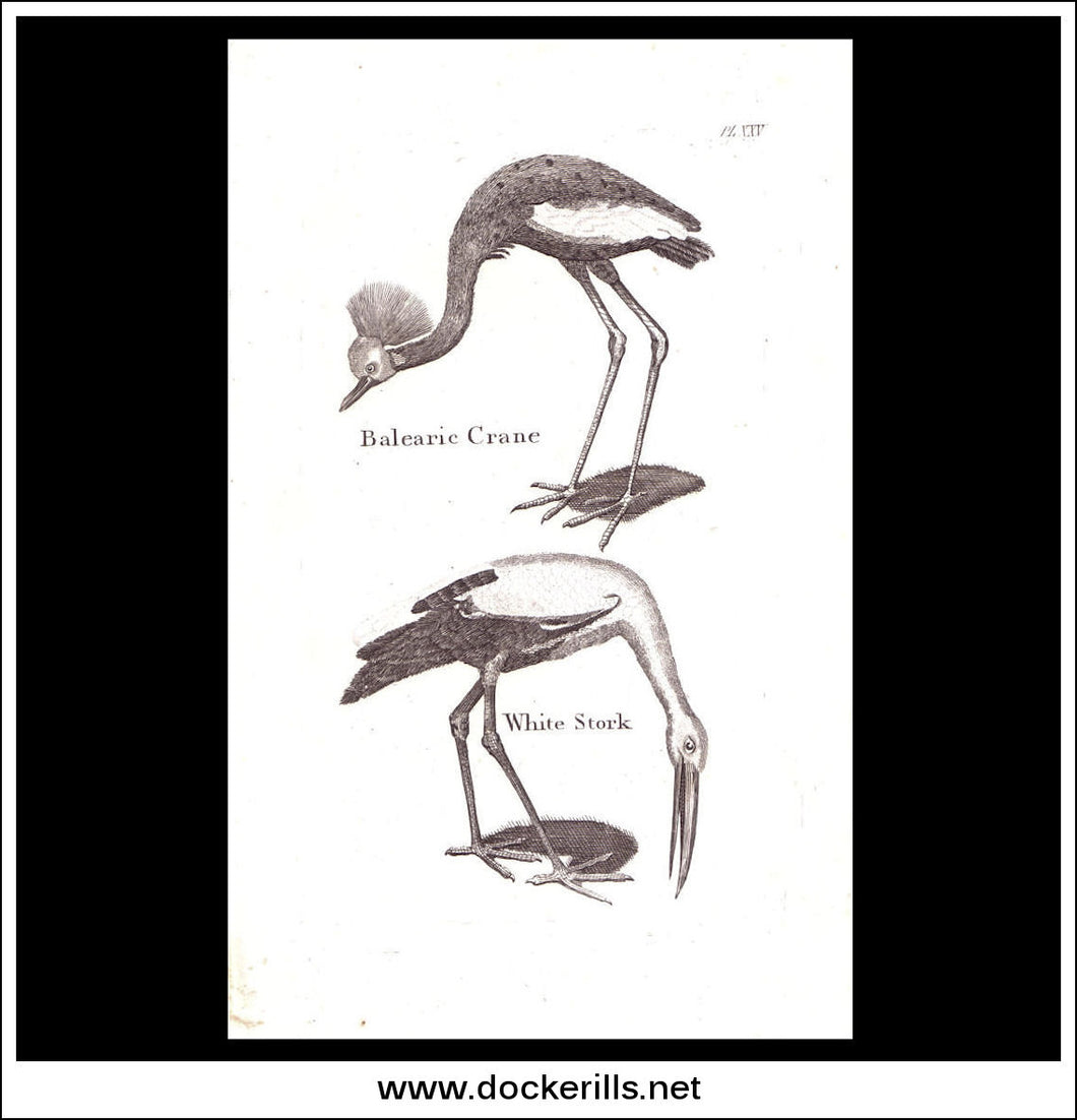 Balearic Crane & White Stork. Copper Plate Engraving. W. Dassauville c. 1800. PL. XXV.