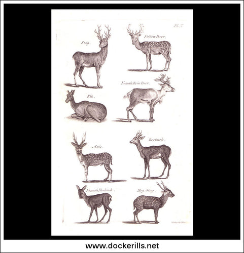 Fallow Deer, Stag, Elk etc. Copper Plate Engraving. W. Dassauville c. 1800. PL. V.