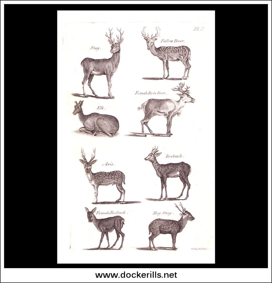Fallow Deer, Stag, Elk etc. Copper Plate Engraving. W. Dassauville c. 1800. PL. V.