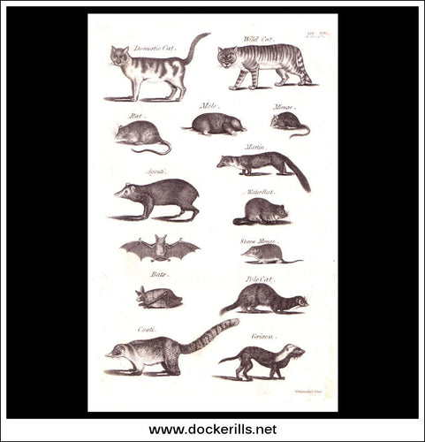 Domestic Cat, Rat, Mole etc. Copper Plate Engraving. W. Dassauville c. 1800. PL. IV.