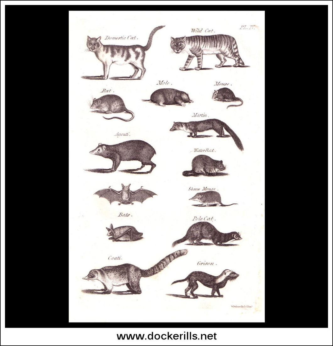 Domestic Cat, Rat, Mole etc. Copper Plate Engraving. W. Dassauville c. 1800. PL. IV.