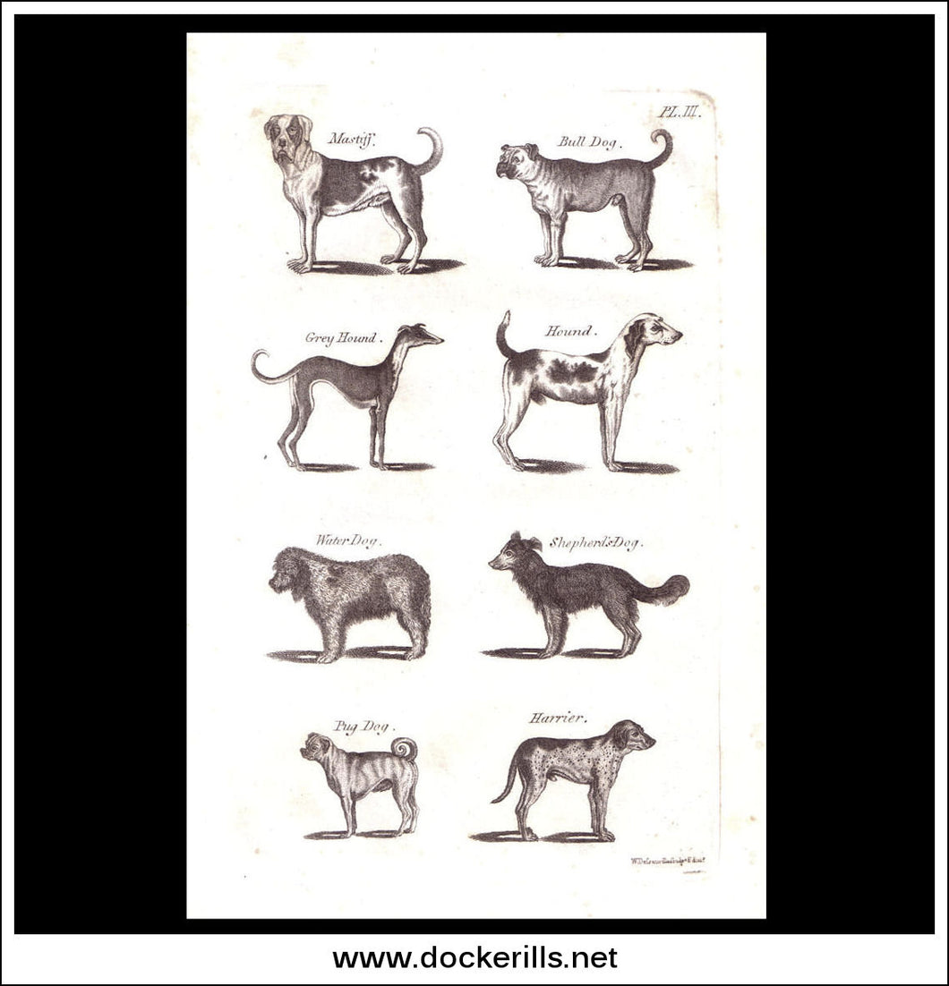 Dogs. Copper Plate Engraving. W. Dassauville c. 1800. PL. III.