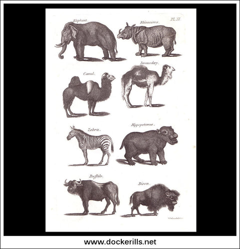 Elephant, Rhinoceras, Camel etc. Copper Plate Engraving. W. Dassauville c. 1800. PL. XII.