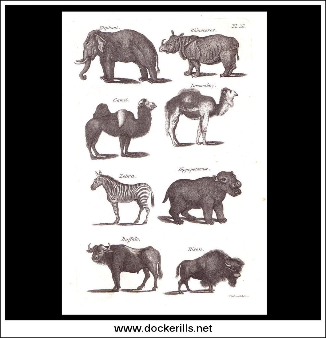 Elephant, Rhinoceras, Camel etc. Copper Plate Engraving. W. Dassauville c. 1800. PL. XII.